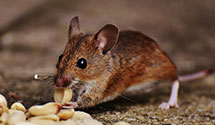24 Hour & Emergency Exterminators in Reading Station, PA